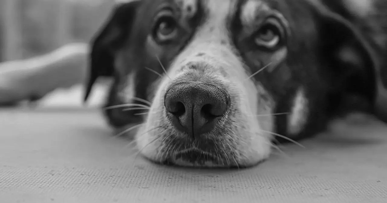 西檬之家k8猫系是什么？新人科普 一